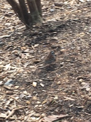 Zonotrichia albicollis