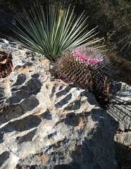 Mammillaria amajacensis