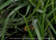 Palpada ruficeps