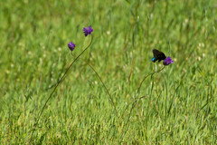 Battus philenor hirsuta
