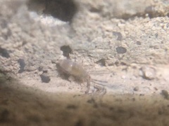 Entomobrya griseoolivata