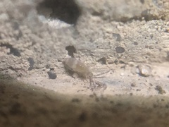 Entomobrya griseoolivata