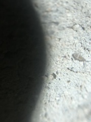 Entomobrya griseoolivata