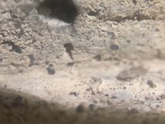 Entomobrya griseoolivata