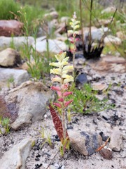 Lachenalia cernua