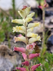 Lachenalia cernua