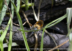 Palpada ruficeps