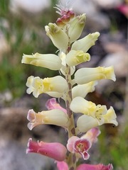 Lachenalia cernua