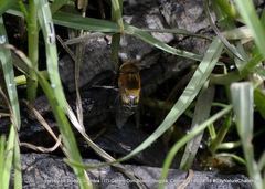 Palpada ruficeps