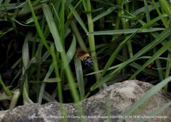 Palpada ruficeps