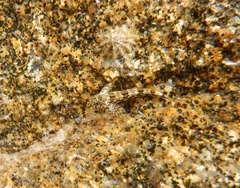 Lepidoblennius marmoratus