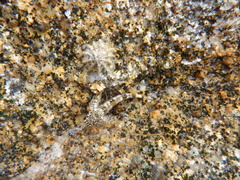 Lepidoblennius marmoratus