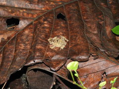 Ingerophrynus divergens