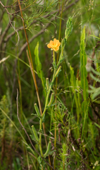 Oenothera parodiana