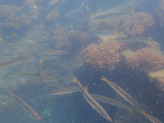 Sphyraena flavicauda