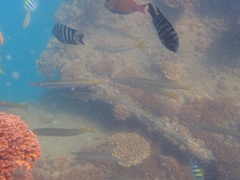 Sphyraena flavicauda