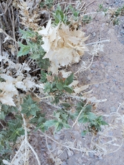 Ambrosia ilicifolia