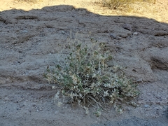 Ambrosia ilicifolia