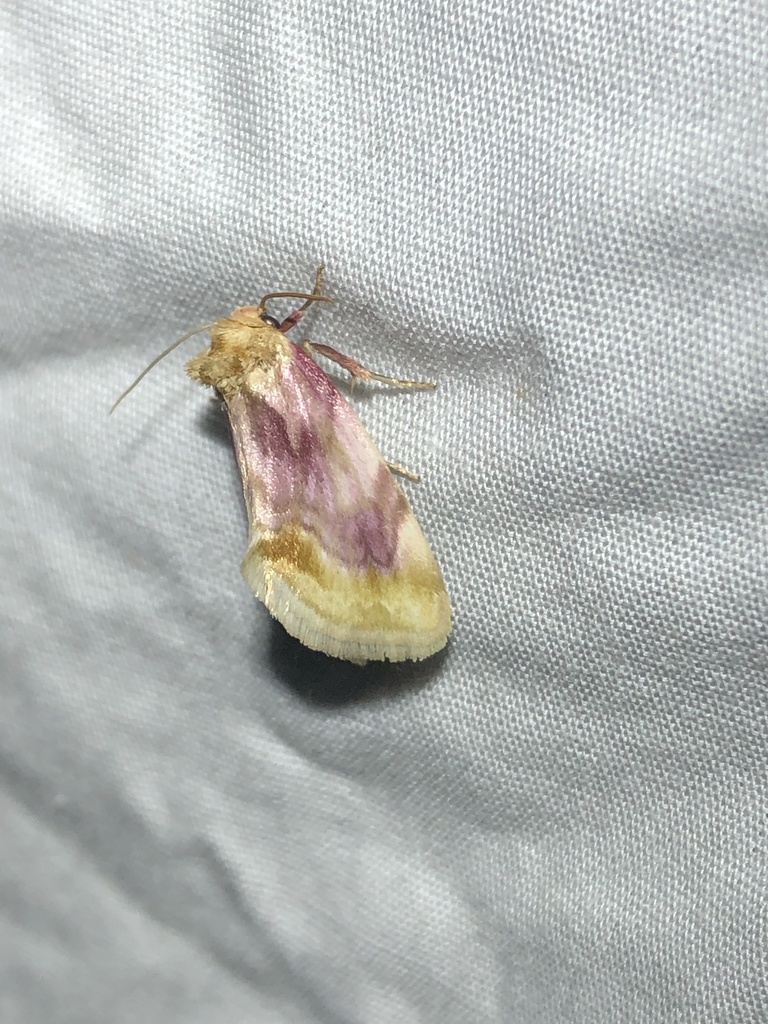 Chamaeclea pernana