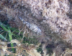 Lepidoblennius marmoratus
