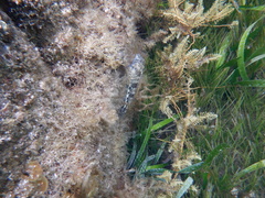 Lepidoblennius marmoratus