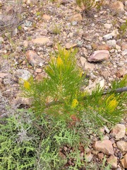 Serruria florida