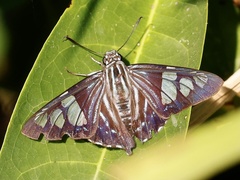 Phocides belus