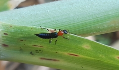 Paederus signaticornis