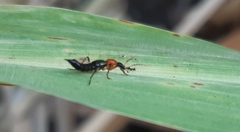 Paederus signaticornis