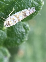 Eupteryx melissae