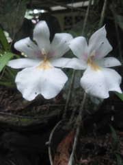 Miltoniopsis