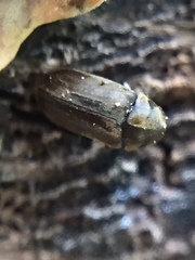 Mirosternomorphus oblongus