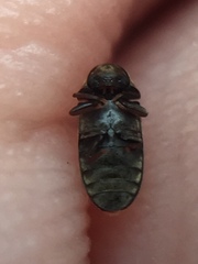 Mirosternomorphus oblongus