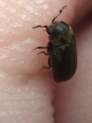 Mirosternomorphus oblongus