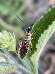 Rhynocoris rapax
