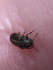 Mirosternomorphus oblongus