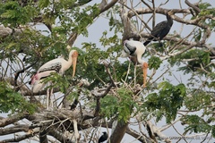 Mycteria leucocephala