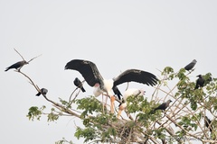 Mycteria leucocephala