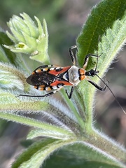 Rhynocoris rapax