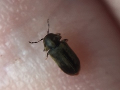 Mirosternomorphus oblongus