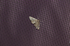 Steniini