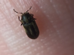 Mirosternomorphus oblongus