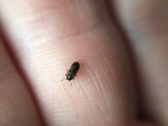 Mirosternomorphus oblongus