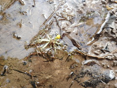 Utricularia radiata