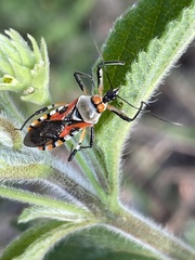 Rhynocoris rapax