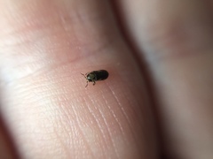 Mirosternomorphus oblongus