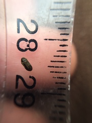 Mirosternomorphus oblongus