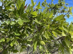 Quercus devia