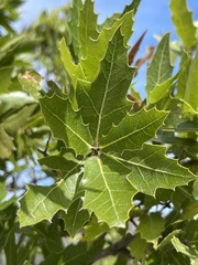 Quercus devia