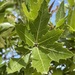 Quercus devia - Photo (c) Glenn Ehrenberg, some rights reserved (CC BY-NC)